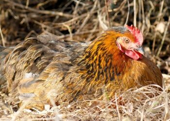 Quand séparer les poussins de la mère ?