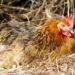 Quand séparer les poussins de la mère ?