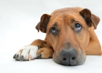 Quand s'inquiéter constipation chien ?