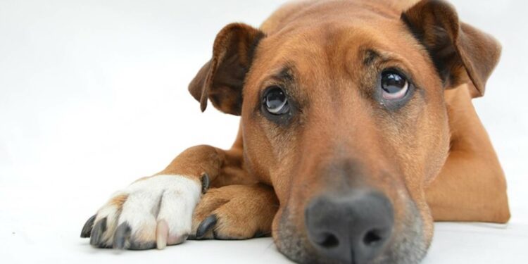 Quand s'inquiéter constipation chien ?