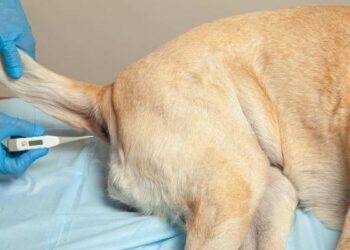 Quand s'inquiéter pour son chien ?