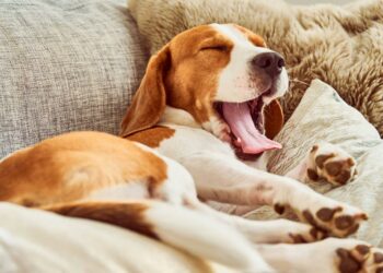 Quand s'inquiéter pour son chien ?