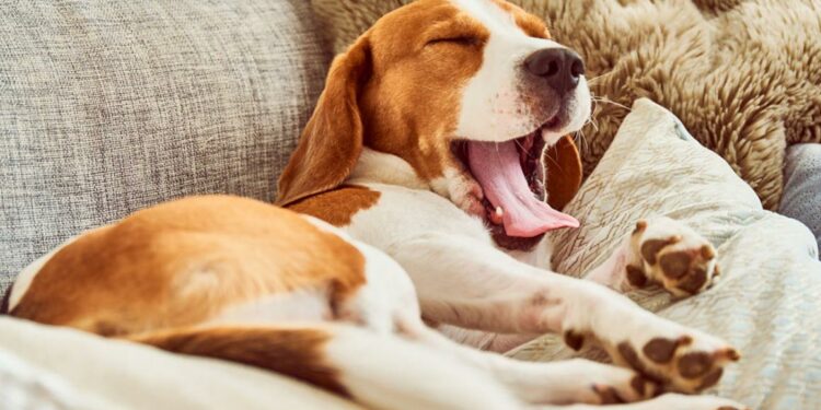 Quand s'inquiéter pour son chien ?