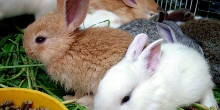 Quand s'inquiéter pour son lapin ?