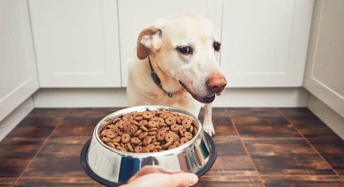 Quand s'inquiéter quand un chien ne mange pas ?