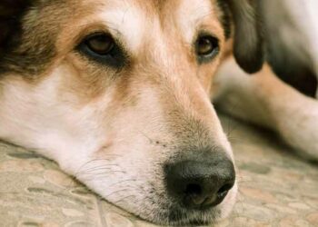 Quand s'inquiéter quand un chien ne mange pas ?