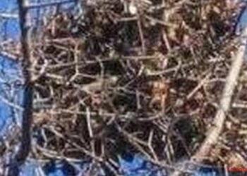 Quand sortent les écureuils ?