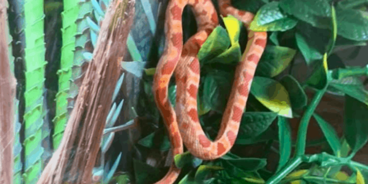 Quand sortent les serpents ?