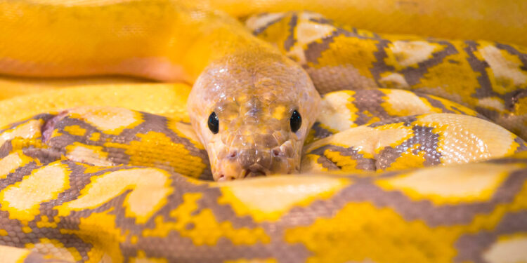 Quand sortent les serpents ?