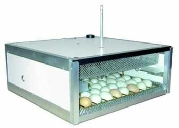 Quand sortir les canetons de la couveuse ?