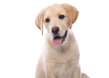 Quand sortir un chiot le soir ?