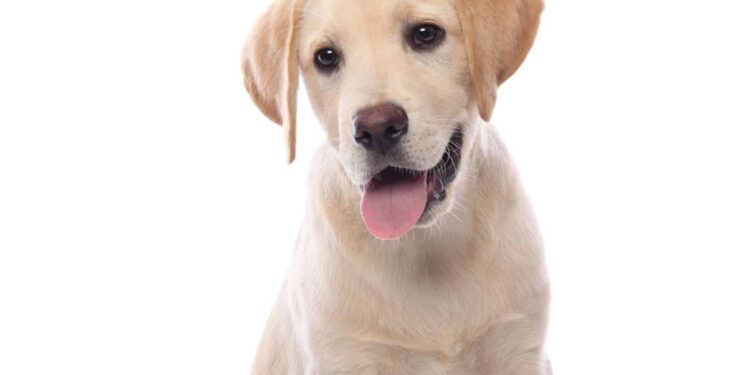 Quand sortir un chiot le soir ?