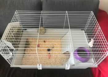 Quand sortir un lapin nain de sa cage ?