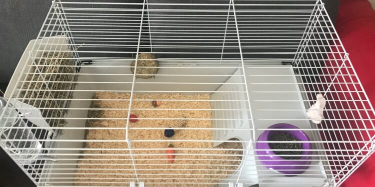 Quand sortir un lapin nain de sa cage ?