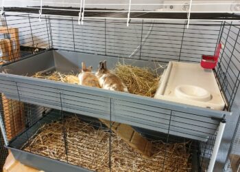 Quand sortir un lapin nain de sa cage ?