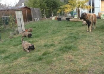 Quand toucher un chiot ?