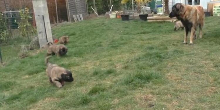 Quand toucher un chiot ?