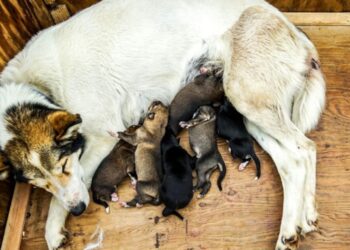 Quand toucher un chiot ?