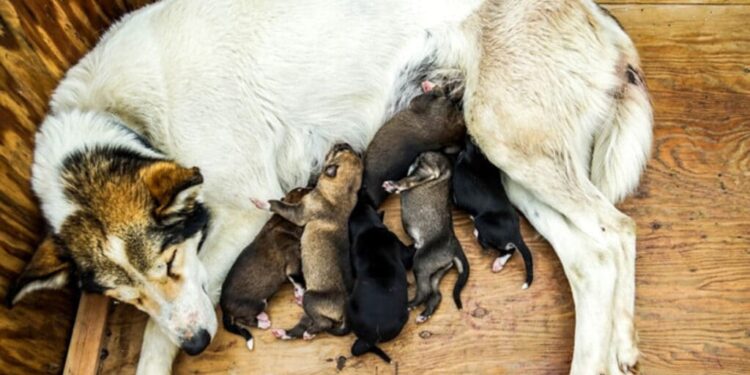 Quand toucher un chiot ?