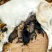 Quand toucher un chiot ?