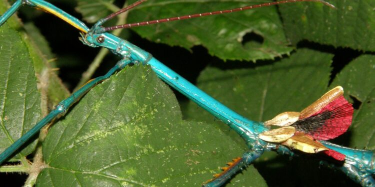 Quand trouver les phasmes ?