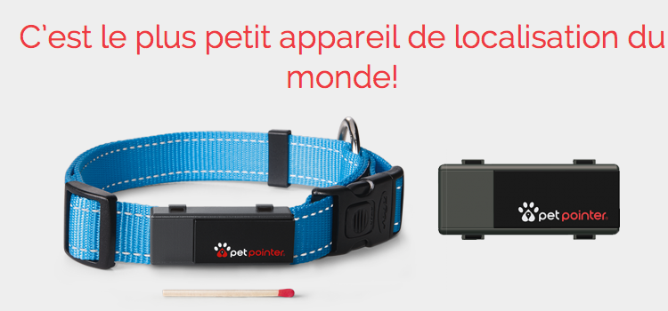 Quand un chat ne revient pas ?