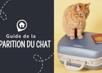 Quand un chat se sauve Revient-il ?
