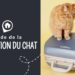 Quand un chat se sauve Revient-il ?
