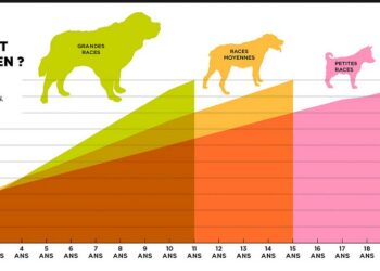 Quand un chien est ado ?