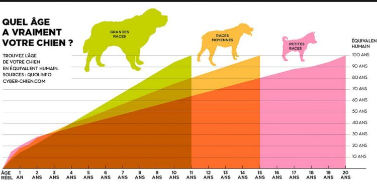 Quand un chien est ado ?