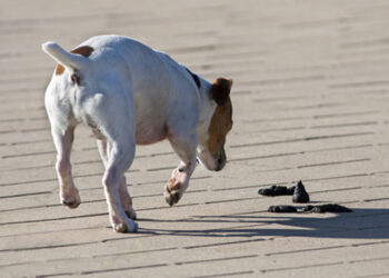 Quand un chien tremble ça veut dire quoi ?