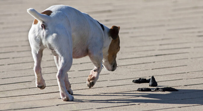 Quand un chien tremble ça veut dire quoi ?