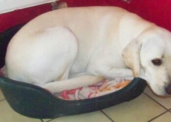 Quand un chien tremble ça veut dire quoi ?