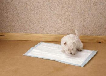 Quand un chiot est propre la nuit ?