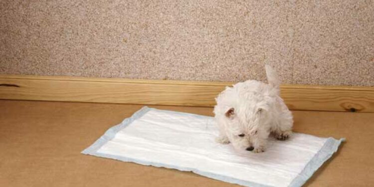 Quand un chiot est propre la nuit ?