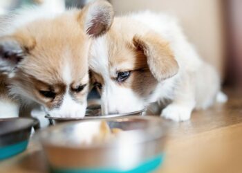 Quand un chiot peut boire de l'eau ?