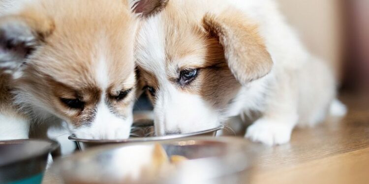 Quand un chiot peut boire de l'eau ?