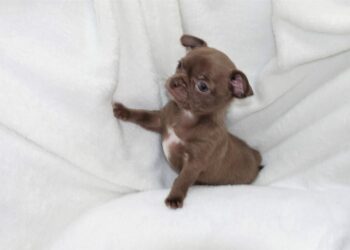 Quand un chiot sait se retenir ?