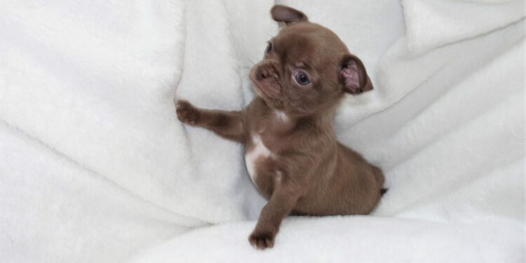 Quand un chiot sait se retenir ?