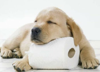 Quand un chiot sait se retenir ?