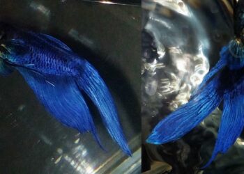 Quand un poisson combattant meurt ?