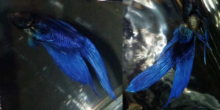 Quand un poisson combattant meurt ?