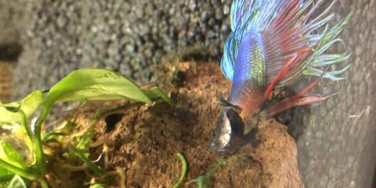 Quand un poisson combattant meurt ?