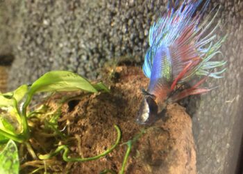 Quand un poisson combattant meurt ?