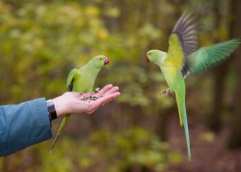 Quand une perruche chante ?