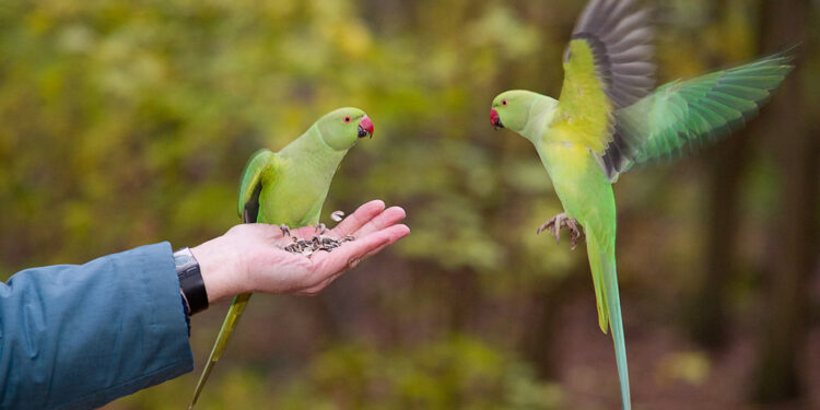 Quand une perruche chante ?