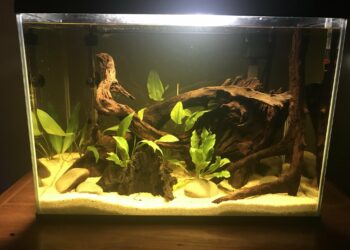 Quel KH pour Guppy ?