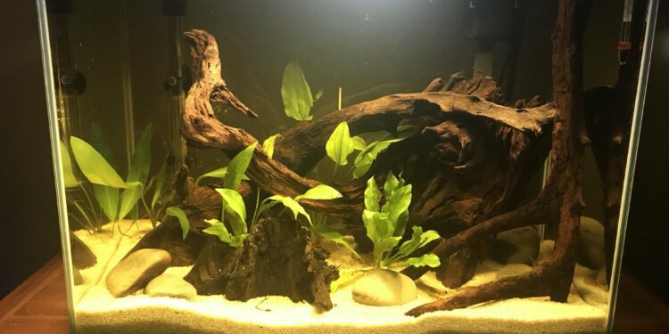 Quel KH pour Guppy ?