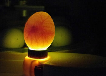 Quel Mire-œuf choisir ?