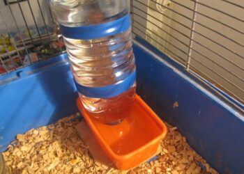 Quel abreuvoir pour les poules ?